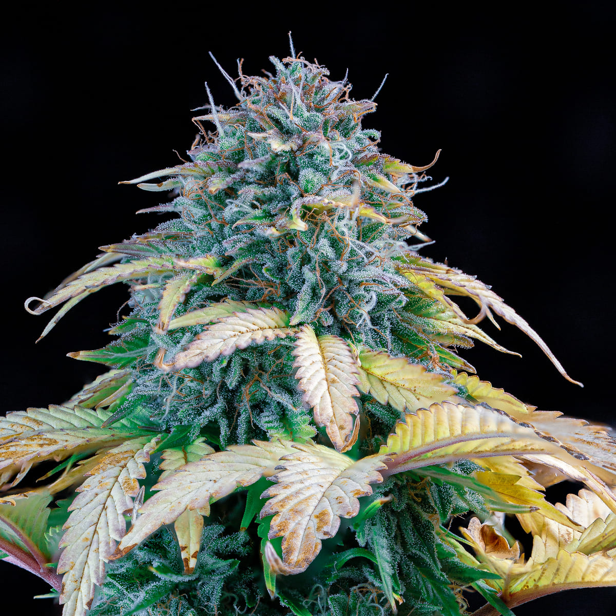 Samsquanch OG 3 St. Mephisto Genetics
