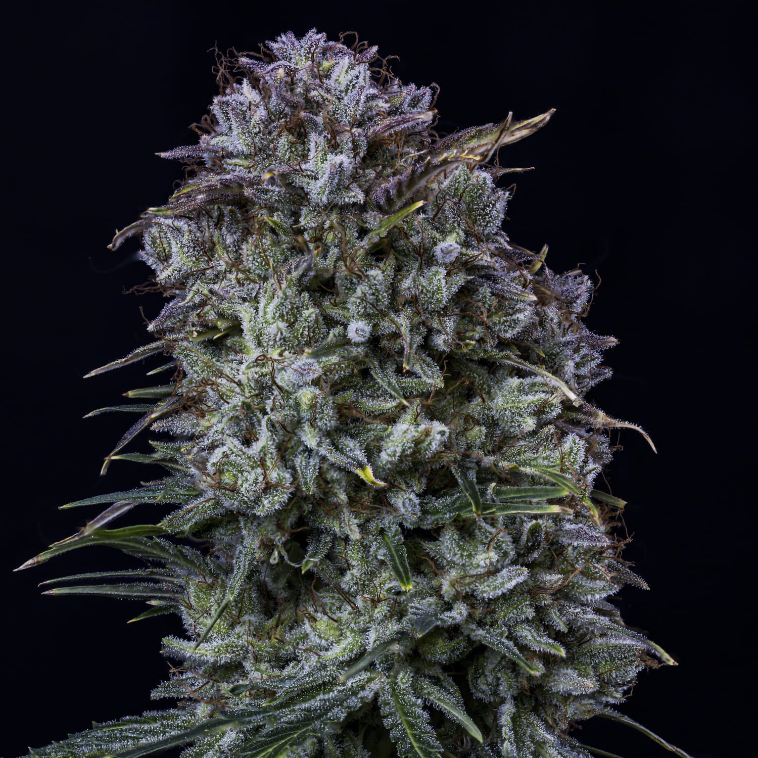 Toofless Alien 3 St. Mephisto Genetics