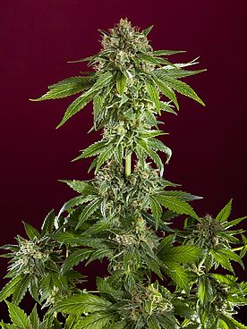 Bass Line Reggae Seeds