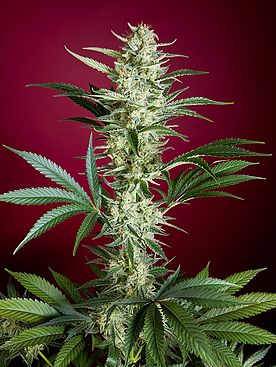 Blackdance Reggae Seeds