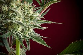Blackdance Reggae Seeds