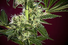 Session Reggae Seeds
