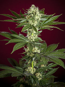 Session Reggae Seeds