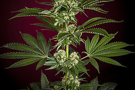 Session Reggae Seeds