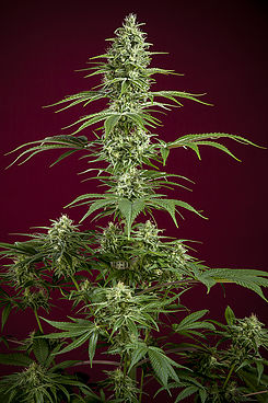 Sra. Amparo Reggae Seeds