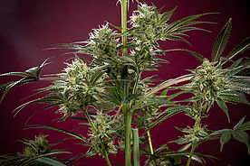 Sra. Amparo Reggae Seeds