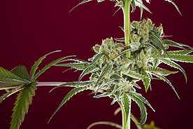 Sra. Amparo Reggae Seeds