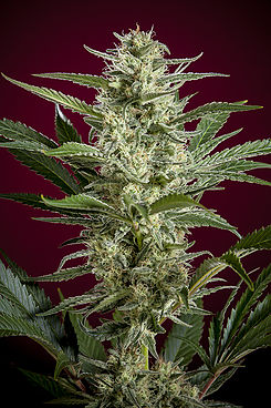 Blackdance Reggae Seeds