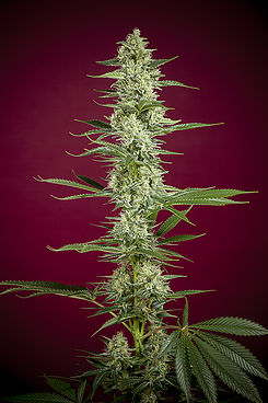 O'Haze Red Reggae Seeds