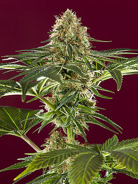 Kalijah Reggae Seeds