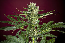 Roots Reggae Seeds