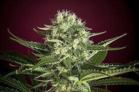 Roots Reggae Seeds