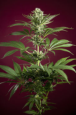 Roots Reggae Seeds