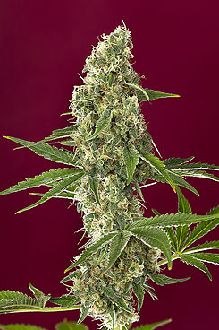 Dub Reggae Seeds