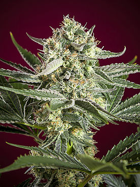 Revolution Reggae Seeds