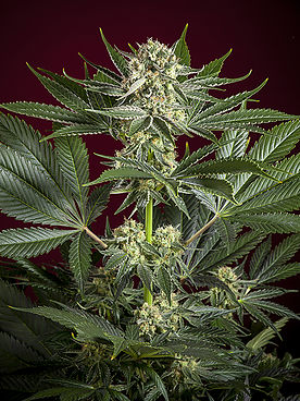 Revolution Reggae Seeds