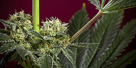 Revolution Reggae Seeds