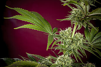 CBD Republik I - Herstellerabbildung