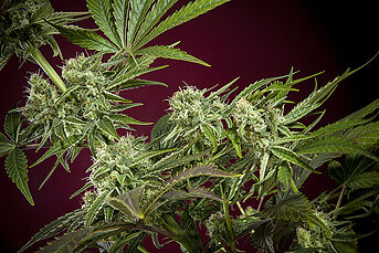CBD Republik I - Herstellerabbildung
