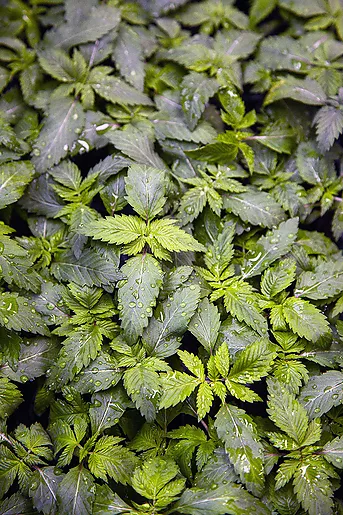 CBD Republik I - Herstellerabbildung
