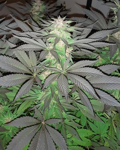 5G Soma Seeds