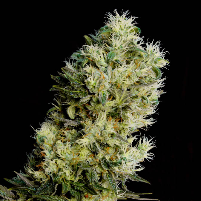Amnesia Bilbo Auto Genehtik Seeds Sortenfoto