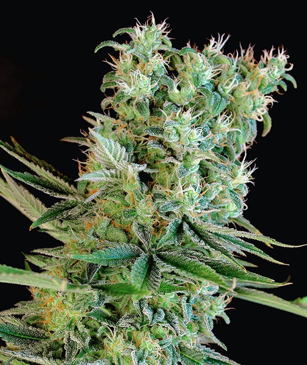 Amnesia Bilbo Genehtik Seeds Sortenfoto