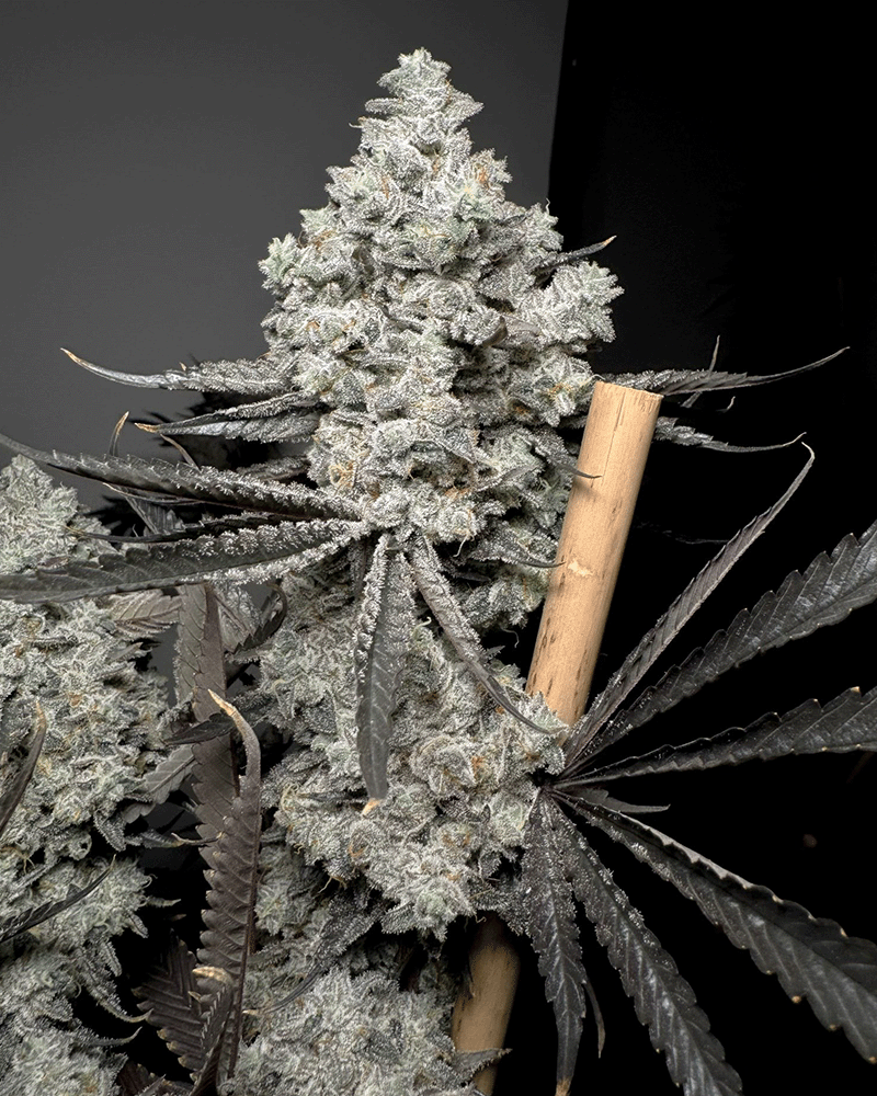 Barf Breath Solfire Gardens Herstellerfoto