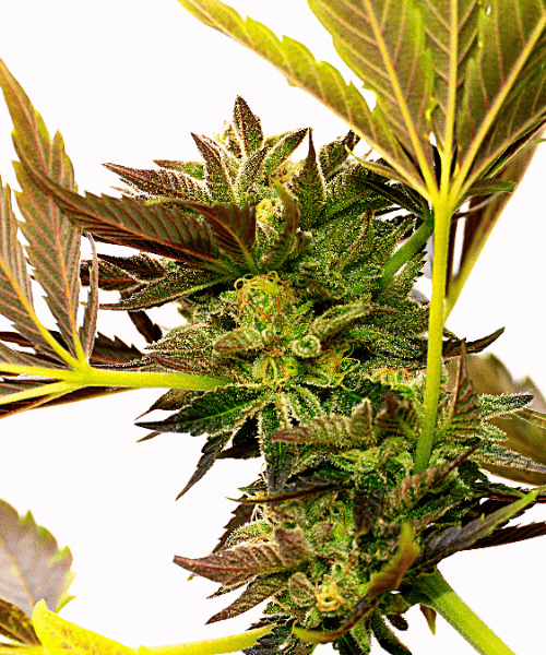 Blue Cheese Expert Seeds