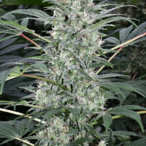 California Dream Mandala Seeds