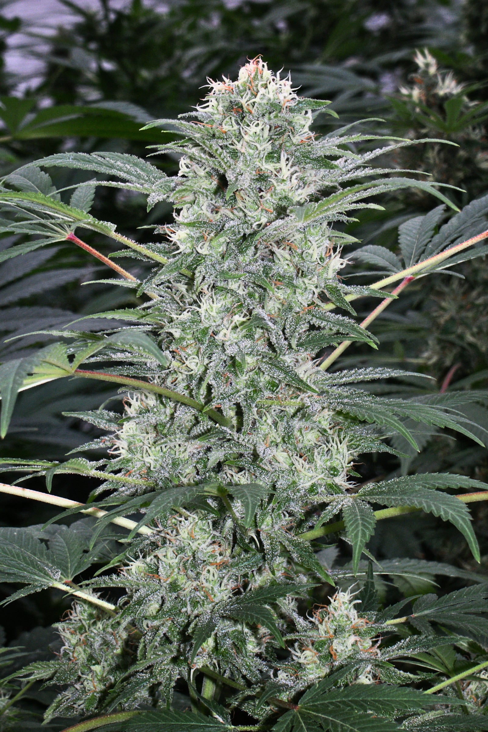 California Dream Mandala Seeds