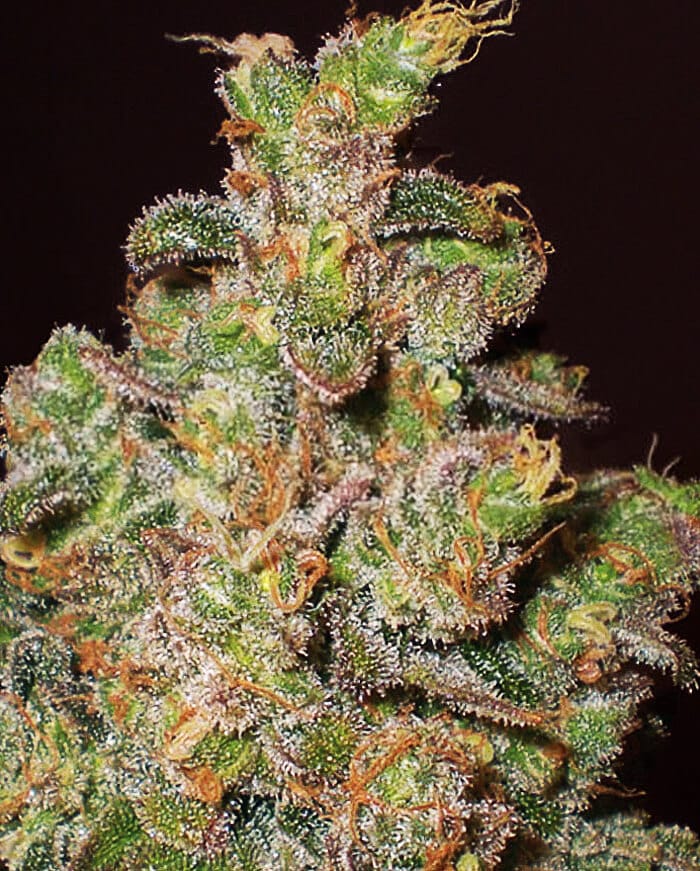 Cheese Expert Seeds