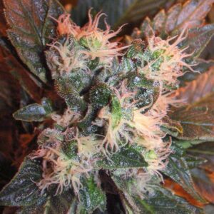 Chem Valley Kush The Cali Connection Sortenfoto