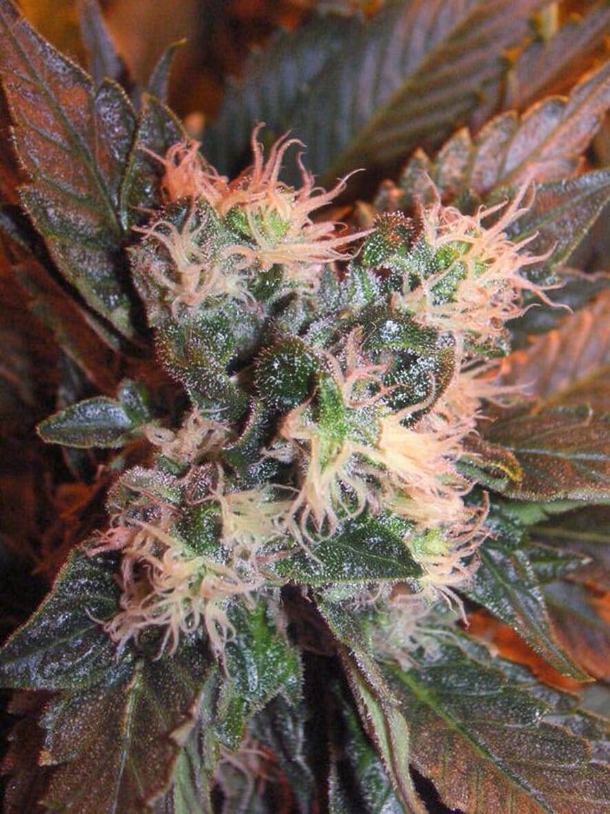 Chem Valley Kush The Cali Connection Sortenfoto