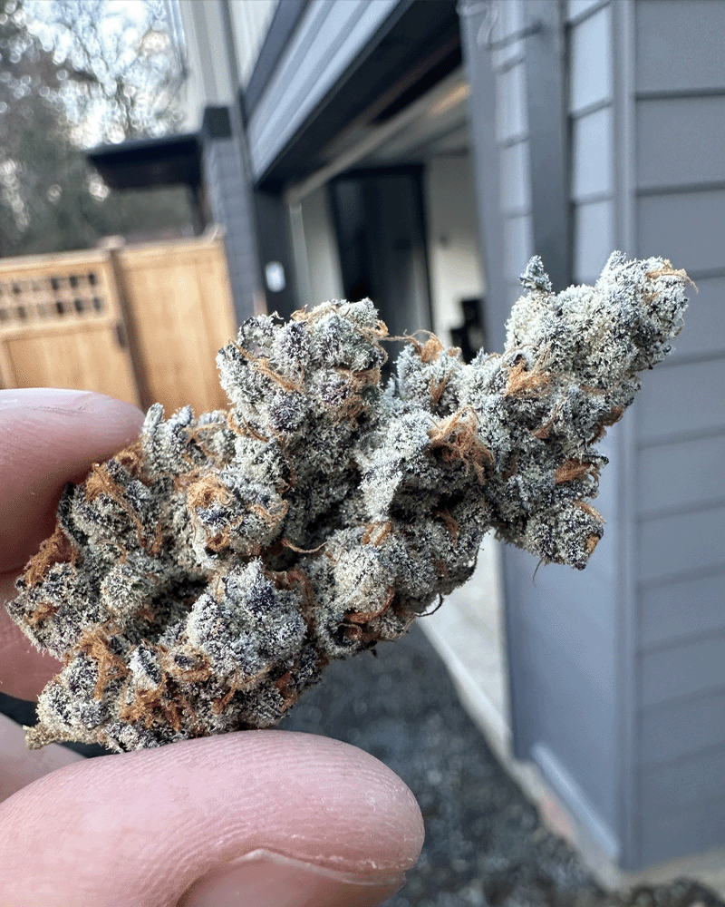 Diamond Daggers Solfire Gardens Herstellerfoto