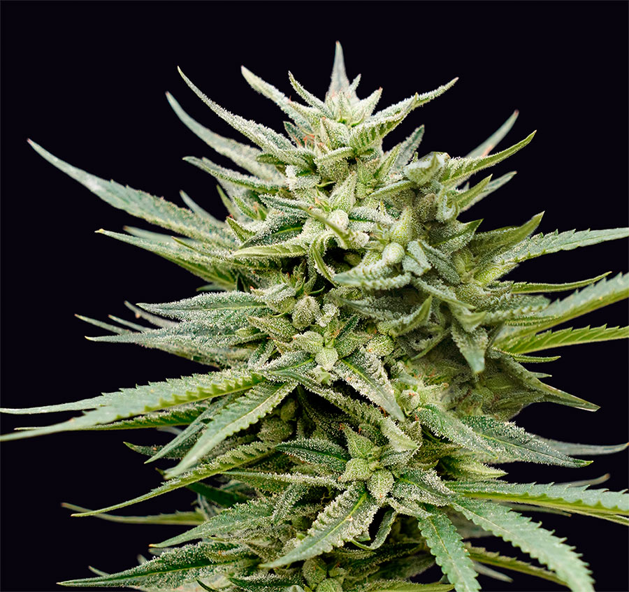 Euskal Mandarina Genehtik Seeds Sortenfoto