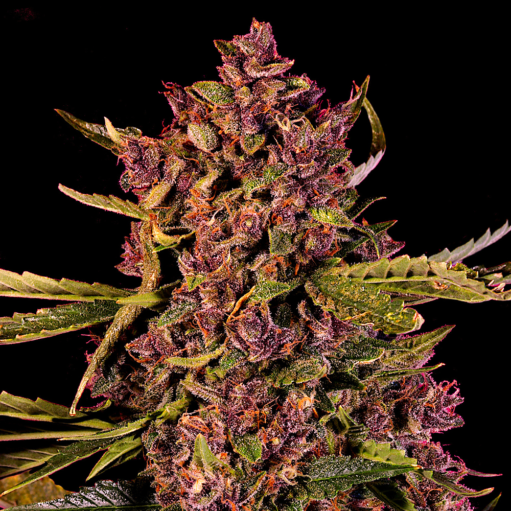 Auto Berry G13 Labs