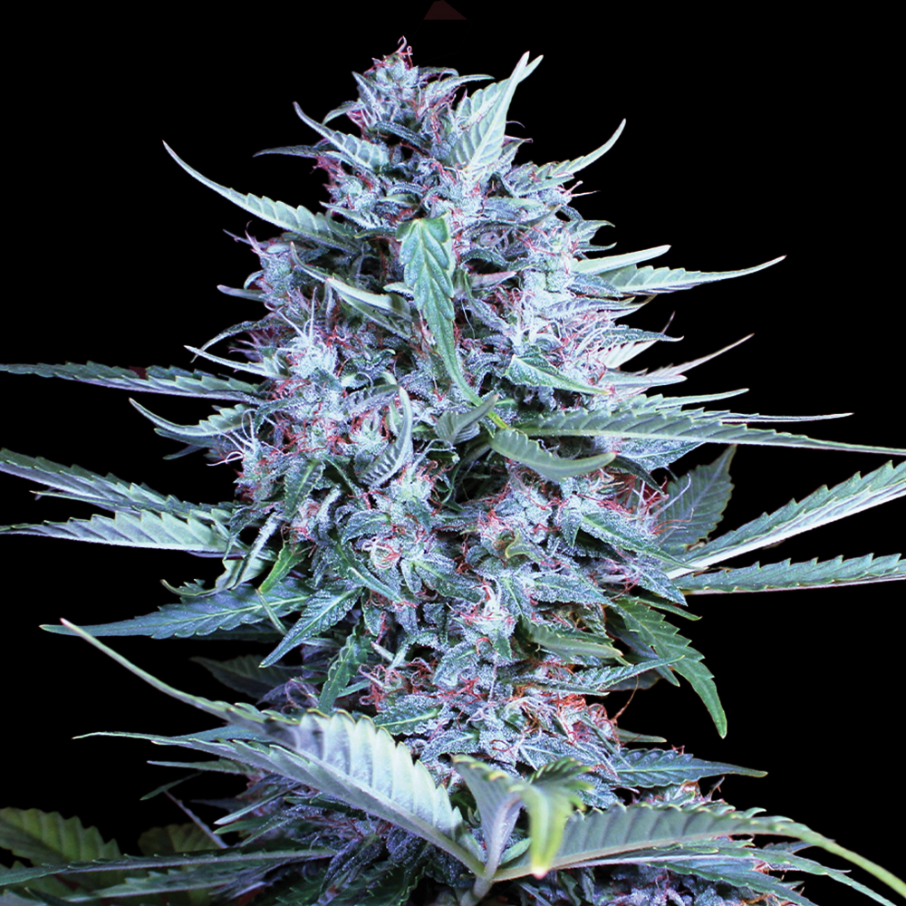 Auto Bride Cake G13 Labs