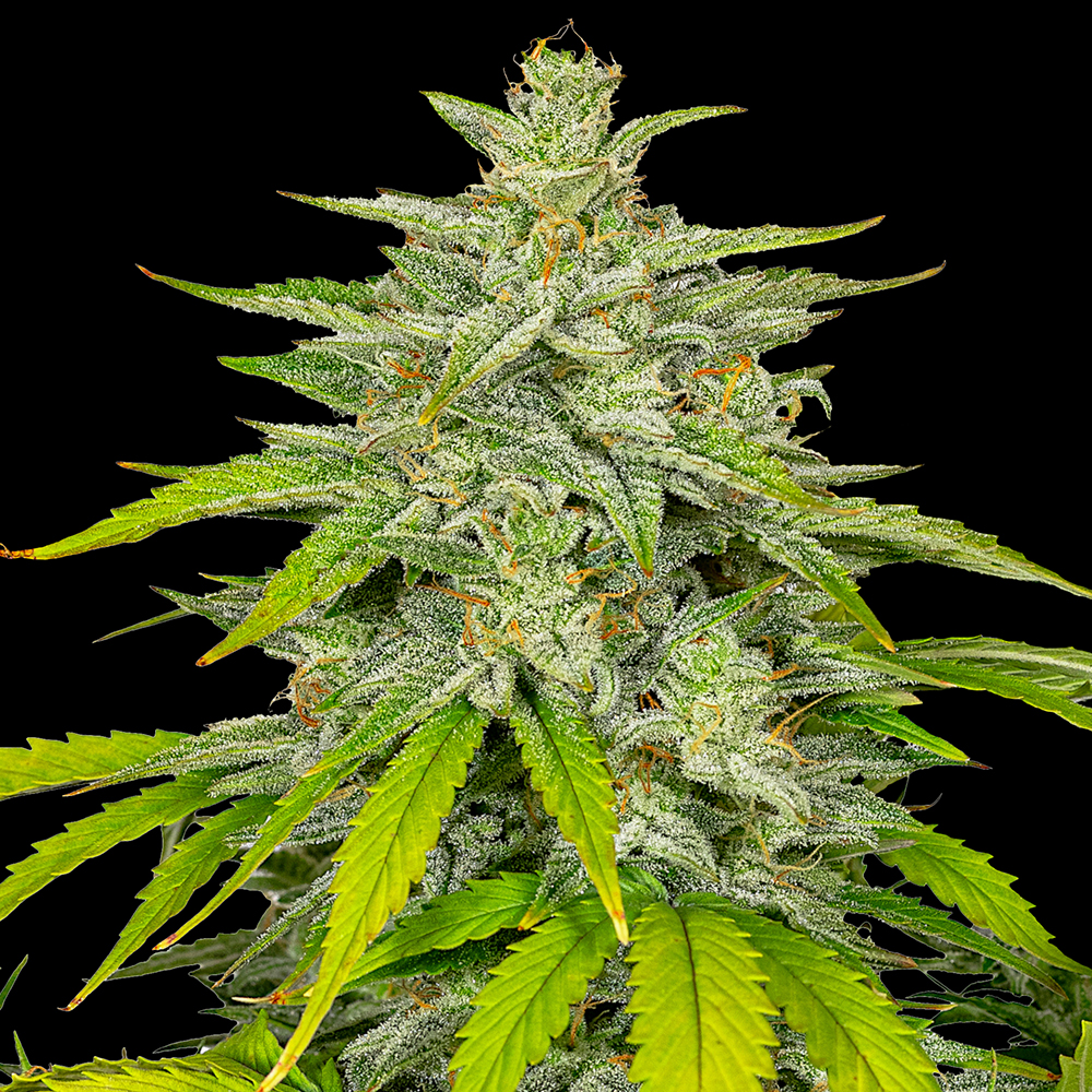 Auto Diesel G13 Labs