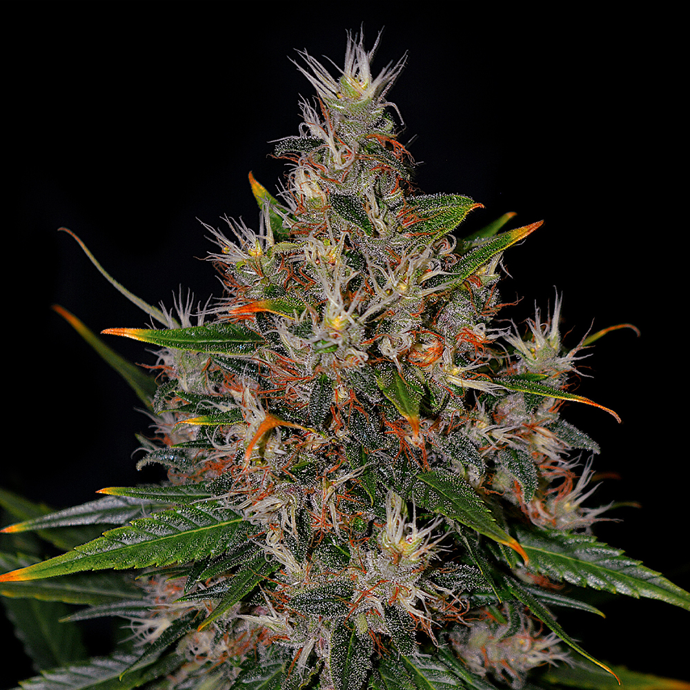 Auto Dosi G13 Labs