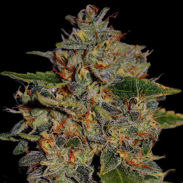 Apple Crumble G13 Labs