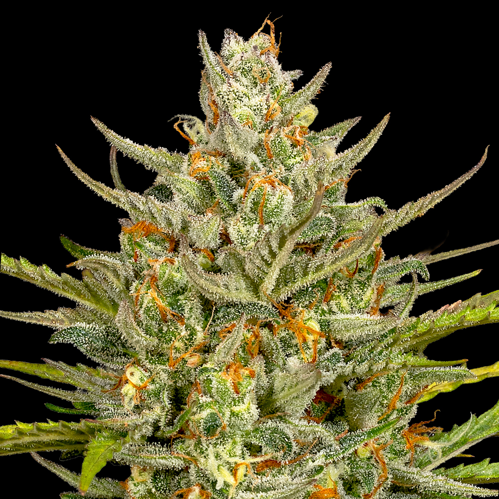 Auto Fro-Yo G13 Labs