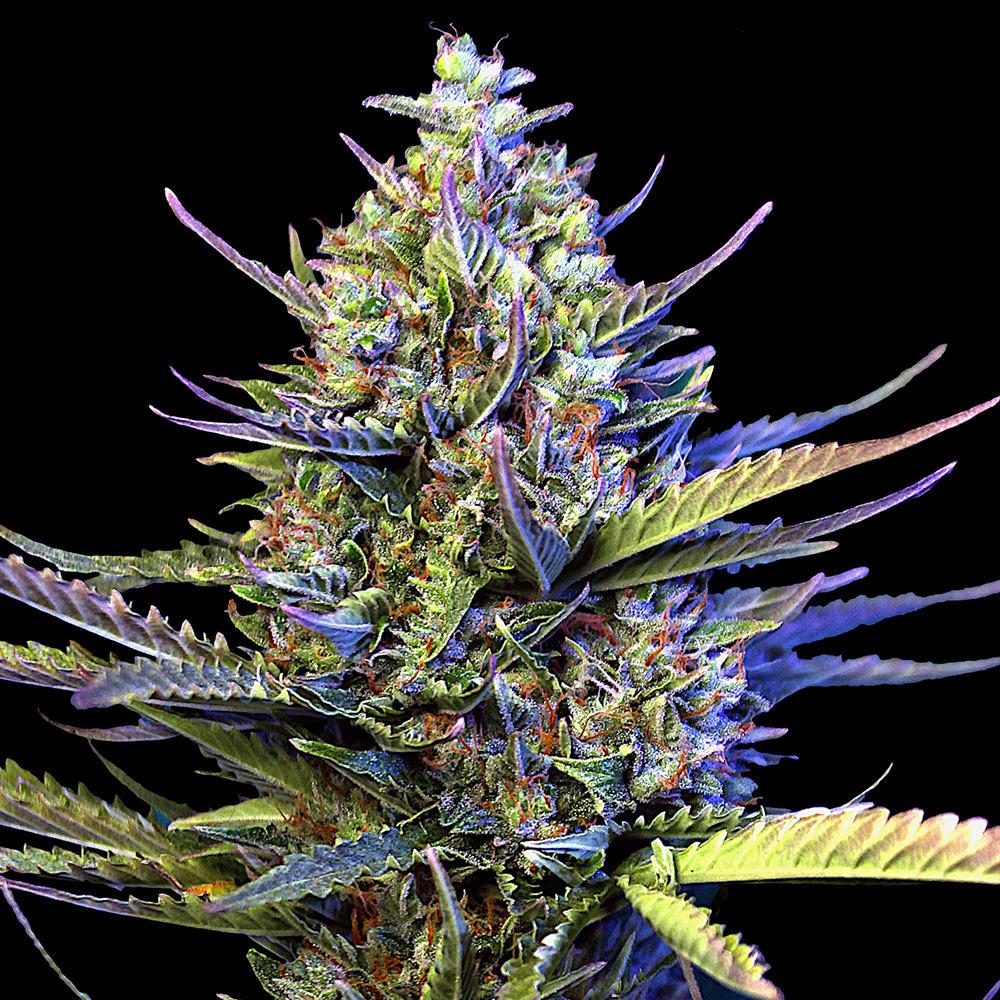 Auto Gigabud G13 Labs