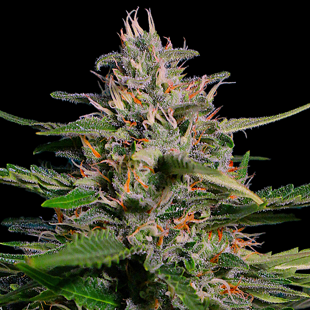 Pineapple Express Auto G13 Labs