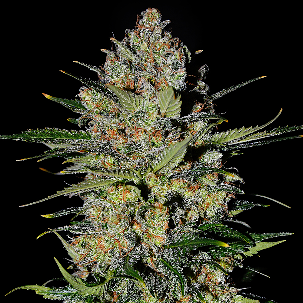 Pineapple Express #2 Auto G13 Labs
