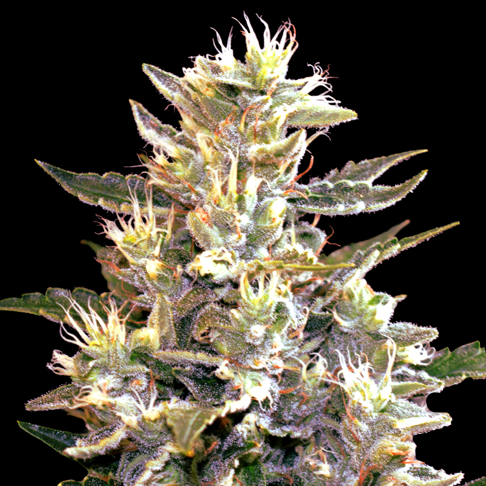 Auto Sunset Vibes G13 Labs