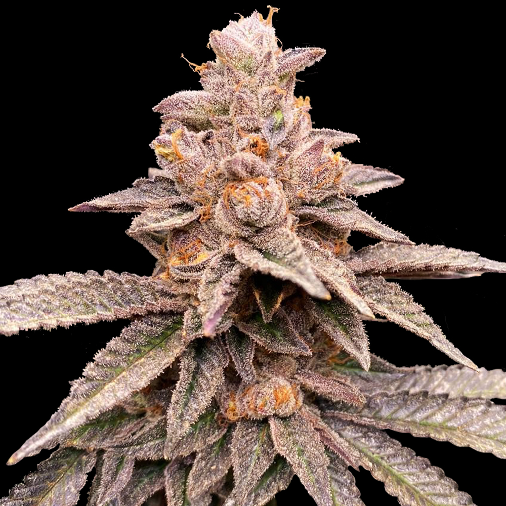 Banana Latte G13 Labs
