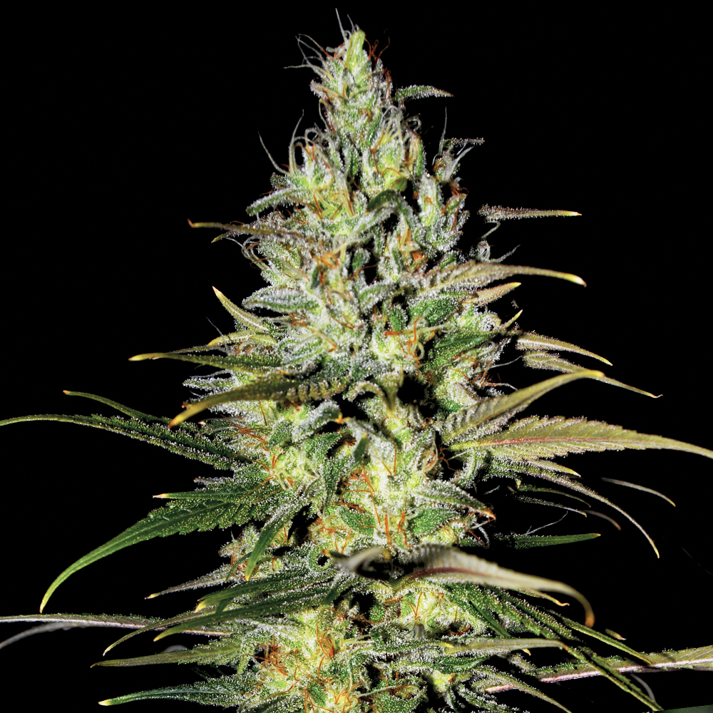 Blue Cindy G13 Labs