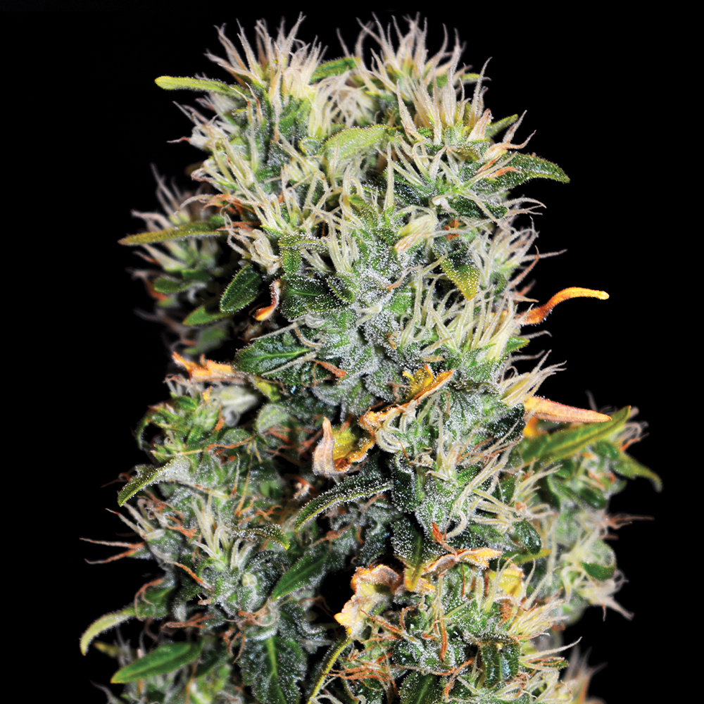 Blue OG G13 Labs
