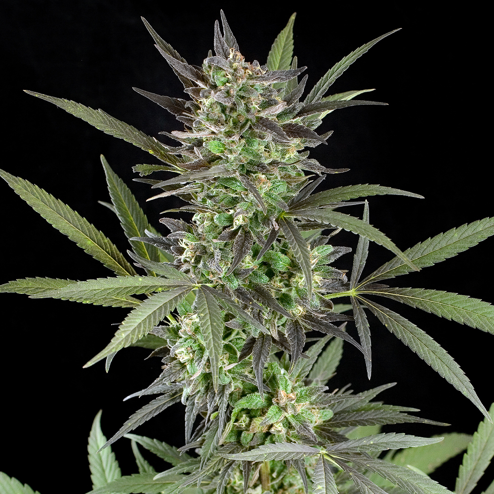 Blue Venom G13 Labs